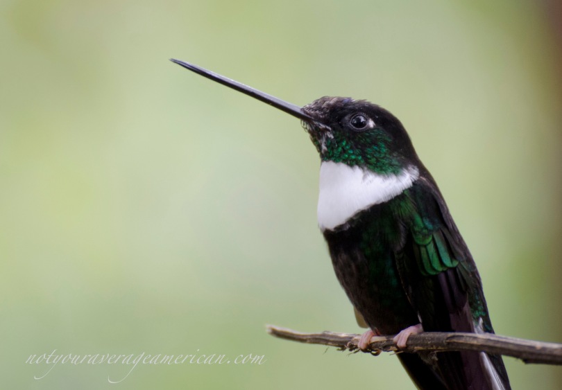 Collared Inca hummingbird posing for a close-up shot. Bellavista Reserve, July 2014